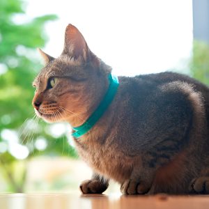 COLLAR REPELENTE NATURAL GATOS DENUCIO