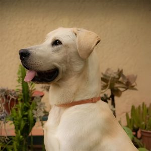COLLAR REPELENTE NATURAL P/ PERROS DENUCIO