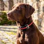 COLLAR DE CINTA 2CM X 38CM LH-585