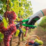 TIJERA PARA CORTAR UVA 7.5" MAKAWA MK-0485