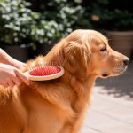 PEINETA 23CMX7CM GRANDE DOBLE PARA PERROS LH-591
