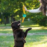 PELOTA CON CUERDA EXTENSIBLE PARA MASCOTAS LH-3344