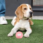 PELOTA DE GOMA CON OJOS PARA MASCOTAS LH-3354 - Imagen 3