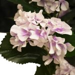 PLANTA CROTUS ARTIFICIAL LILA 1.35M LH-5773 - Imagen 3