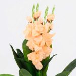 RAMO DE ORQUIDEAS ARTIFICIALES AMARILLAS LH-5781 - Imagen 3